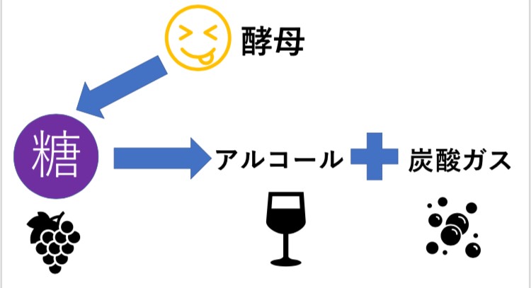 アルコール 発酵 化学式